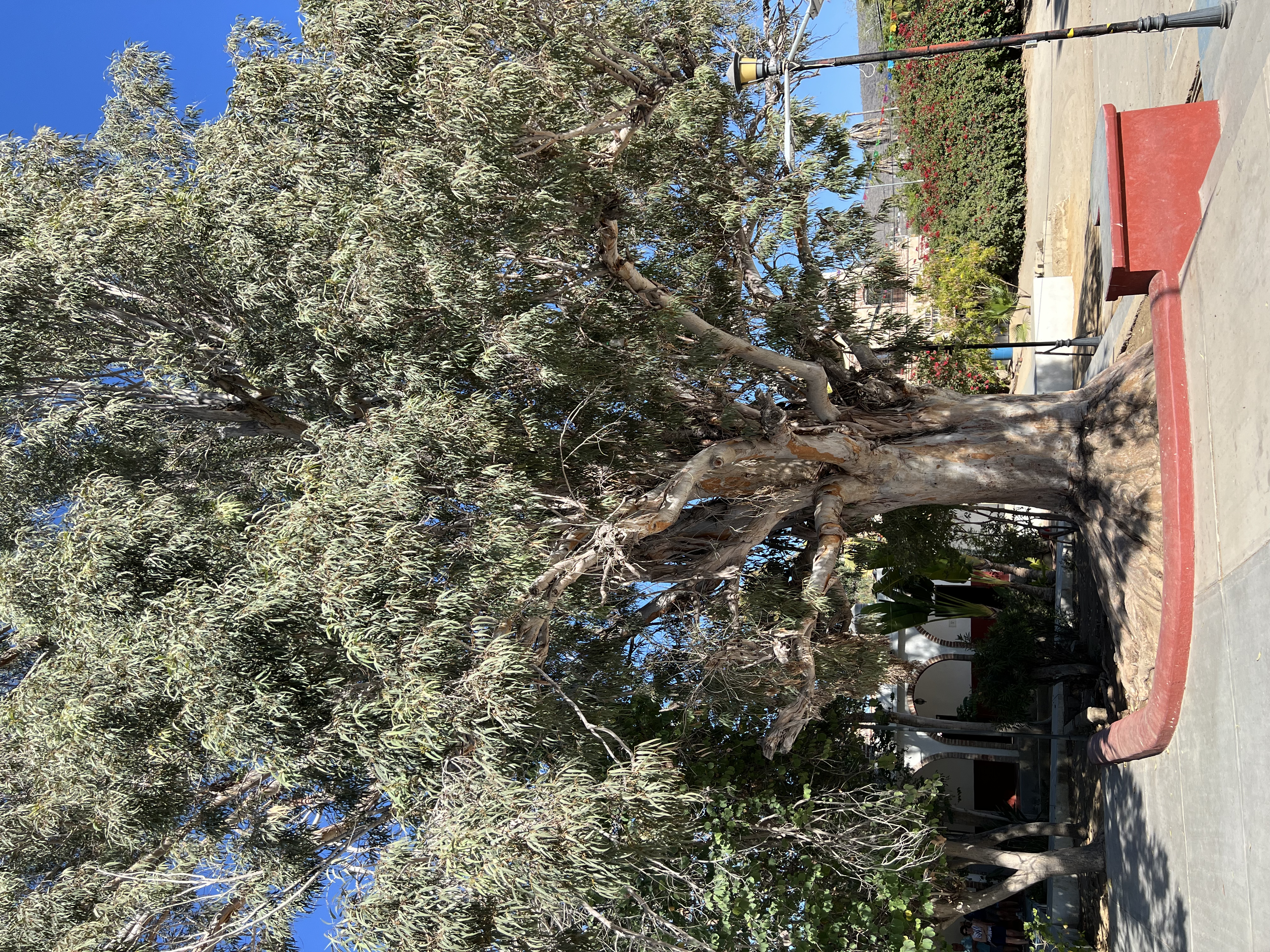 ./2024/13 - Cabo/IMG_4266.jpg